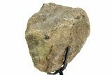 Fossil Ornithischian Dinosaur Vertebra with Metal Stand - Colorado #354322-3
